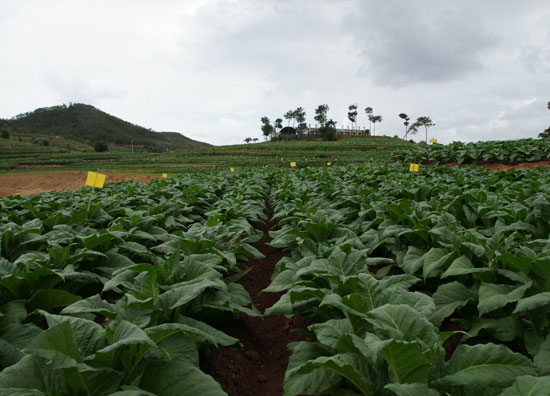 香烟云南的烟最好_云南香烟_香烟云南印象
