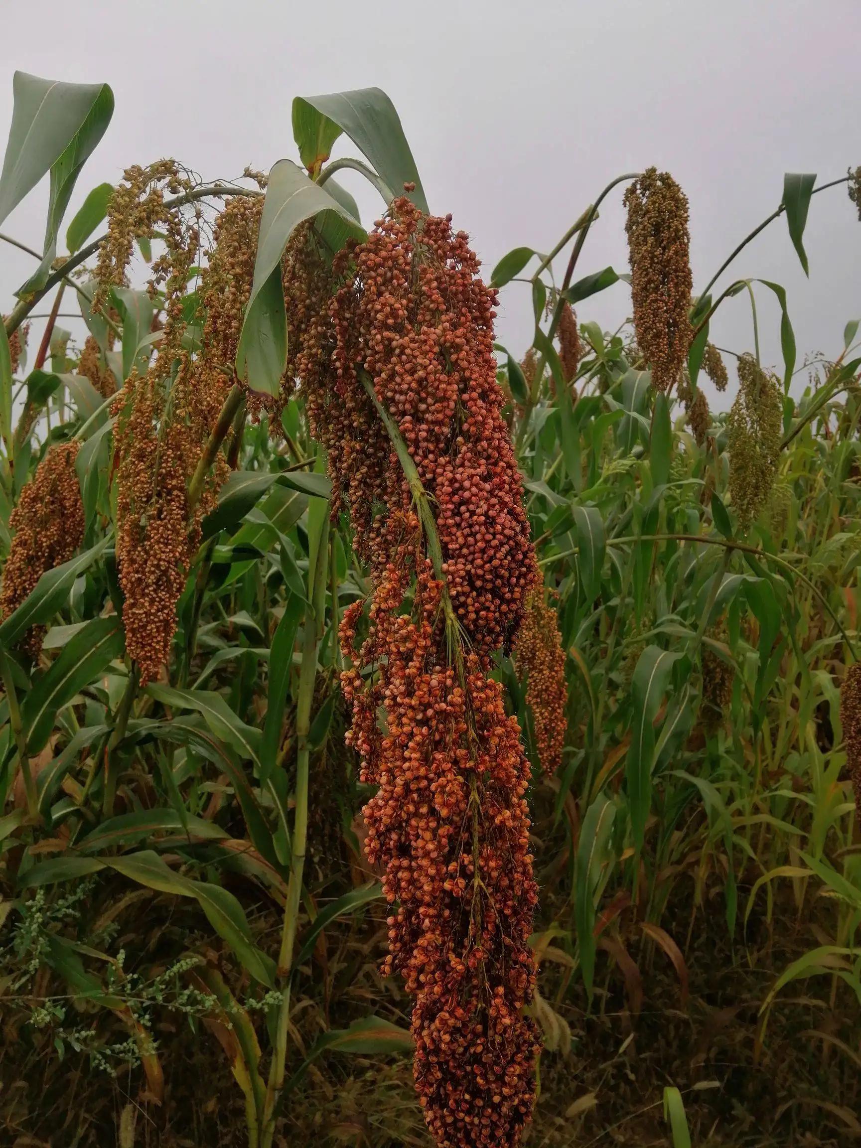 茅台神舟酒图片带价钱_购酒网买茅台_贵州茅台镇荷花酒和荷花烟