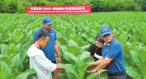 云南香烟_香烟云南的烟最好_香烟云南印象