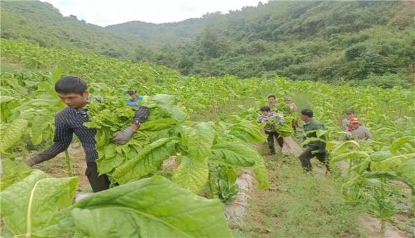 农村让烟的规矩_农村发烟_私自造烟的村子