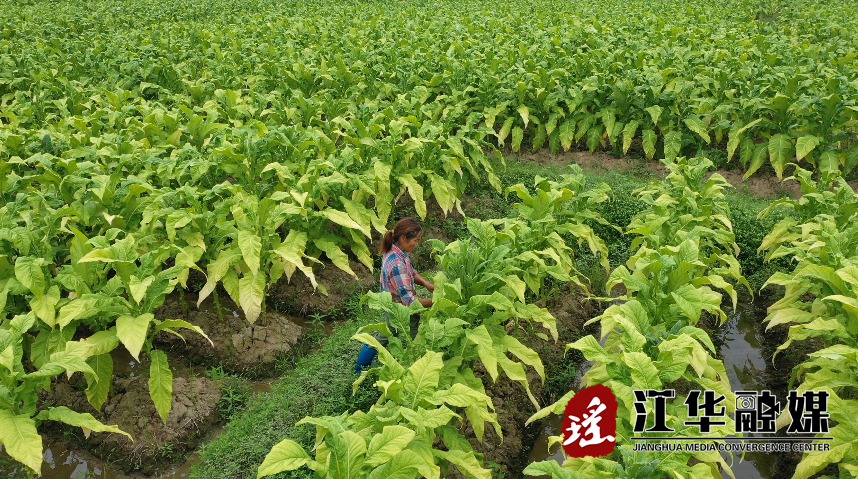 农村发烟_农村让烟的规矩_私自造烟的村子