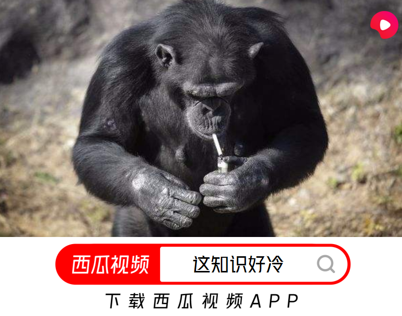 香烟一手_一手香烟货源正品批发_一手香烟批发厂家