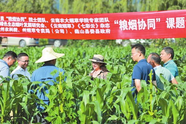 香烟云南印象多少钱_香烟云南流金_云南香烟