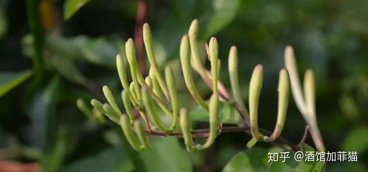 贵洲茅台镇荷花酒价格_贵州茅台荷花酒价格_贵州茅台镇荷花酒和荷花烟