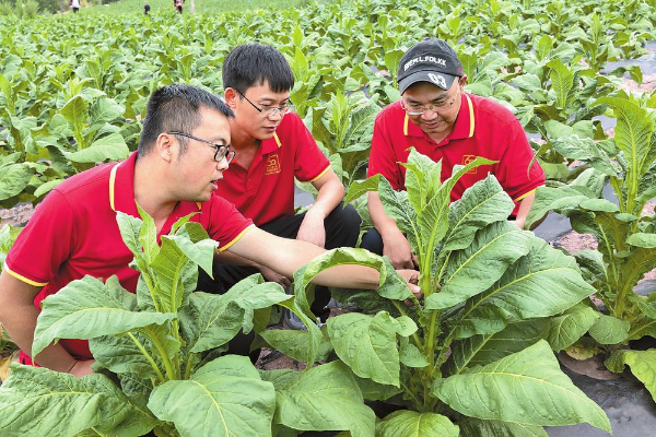 现在云霄卷烟厂生产正品烟了吗_云霄香烟厂家直销_云霄卷烟厂生产什么牌