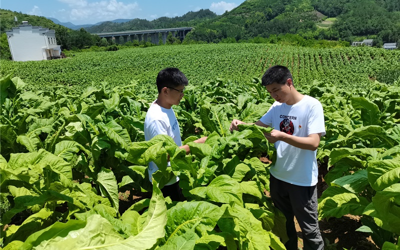 丛蔡佳（右）查看烟叶产业发展。陈斌摄