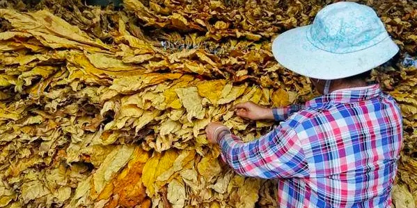 香烟批发一手货源网_一手货源香烟_一手香烟货源厂家直销