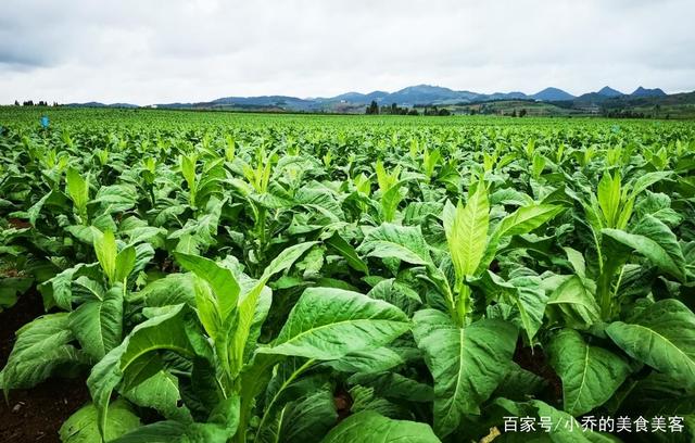 香烟销售微信_推荐几个卖烟的微信_微信卖烟的微信