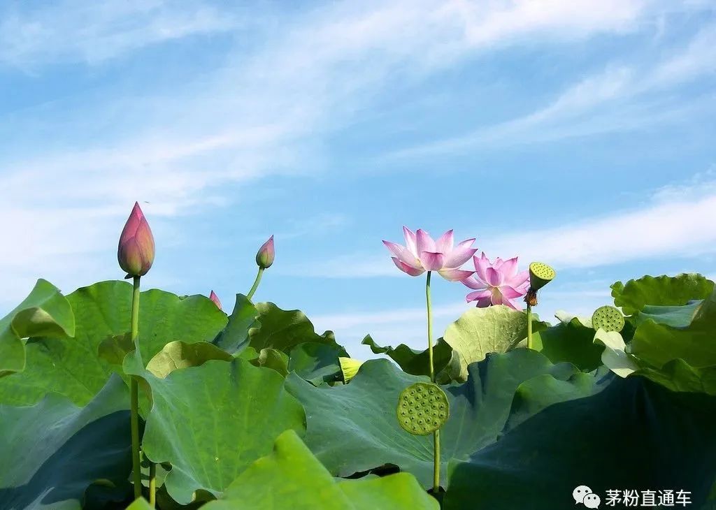 贵洲茅台镇荷花酒价格_贵州茅台荷花酒价格_贵州茅台镇荷花酒和荷花烟