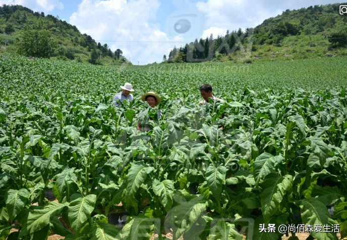 香烟云南流金_云南香烟_香烟云南印象多少钱