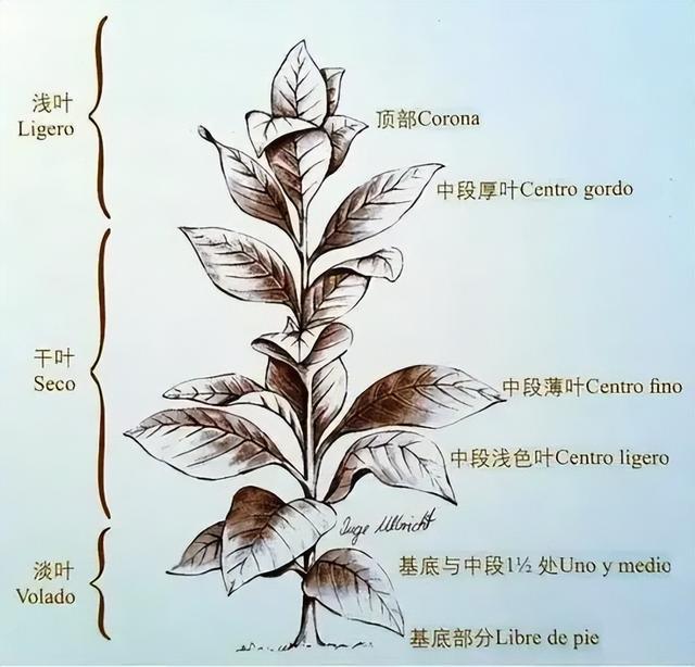 云霄一手香烟_一手香烟货源正品批发_香烟一手