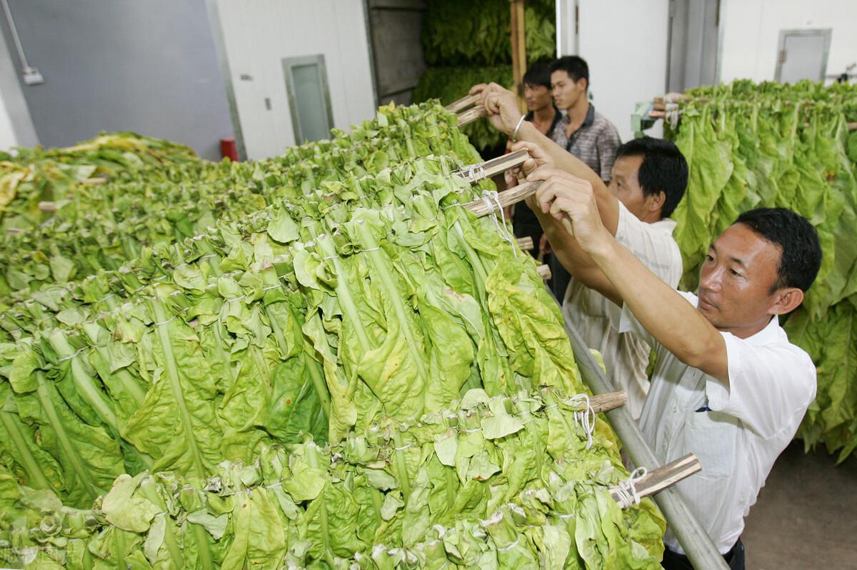 香烟云南流金_云南香烟_香烟云南的烟最好