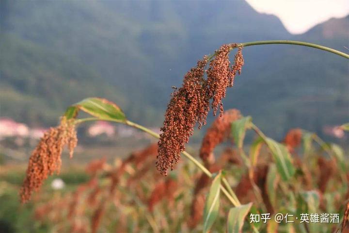 贵州茅台镇荷花酒和荷花烟_贵州茅台镇荷花酒53度价格_贵洲茅台镇荷花酒价格