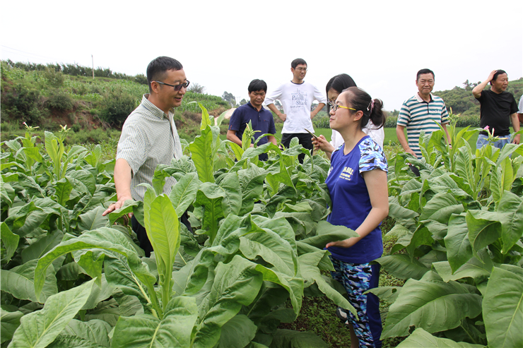 云南香烟_香烟云南红云_香烟云南流金