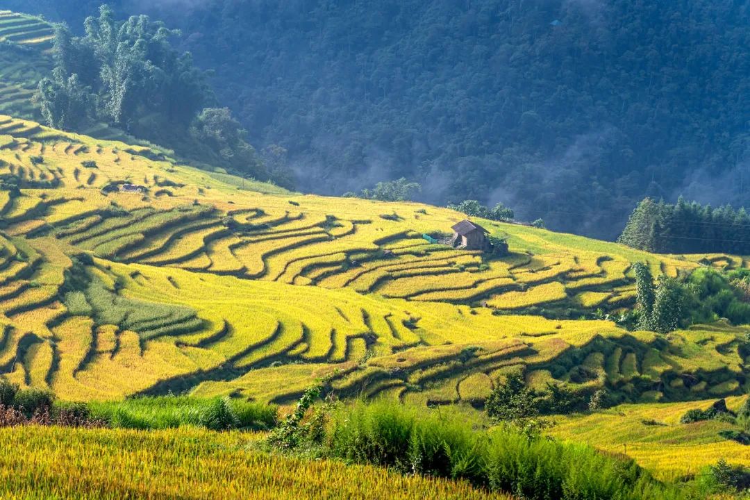 越南代工香烟质量到底如何_越南香烟代工厂_越南代工烟