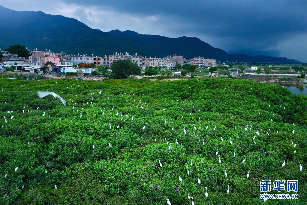 福建云霄_福建云霄县属于哪个市_福建云霄县天气预报