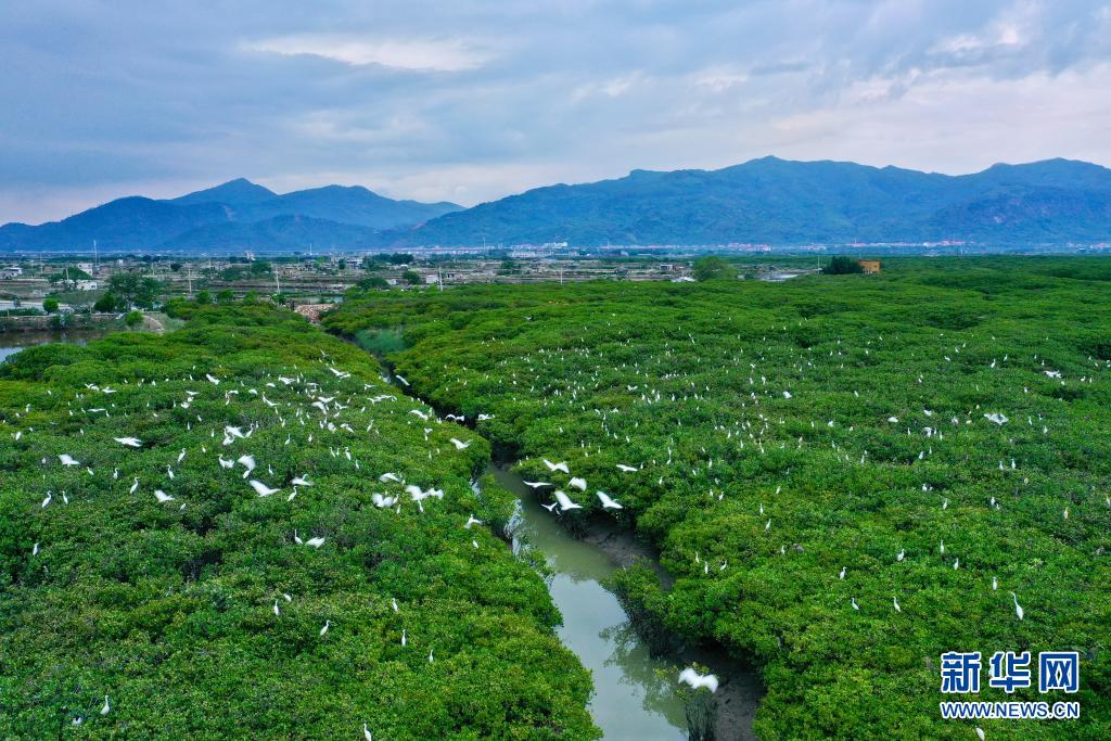 福建云霄县天气预报_福建云霄县属于哪个市_福建云霄