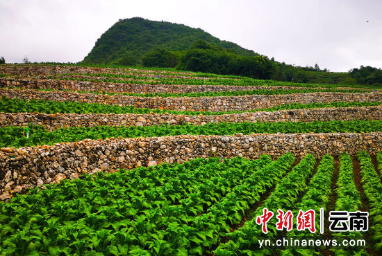 云南哪种香烟是混合型的_云南红塔山香烟_云南香烟