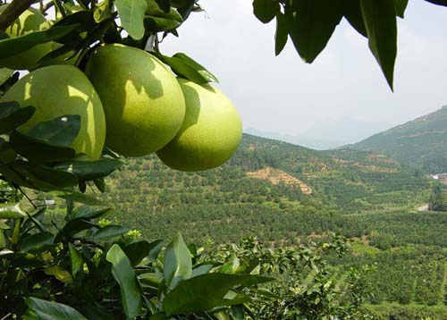 全国蜜柚产地价格行情_泉州云霄蜜柚产地_蜜柚的产地是哪里