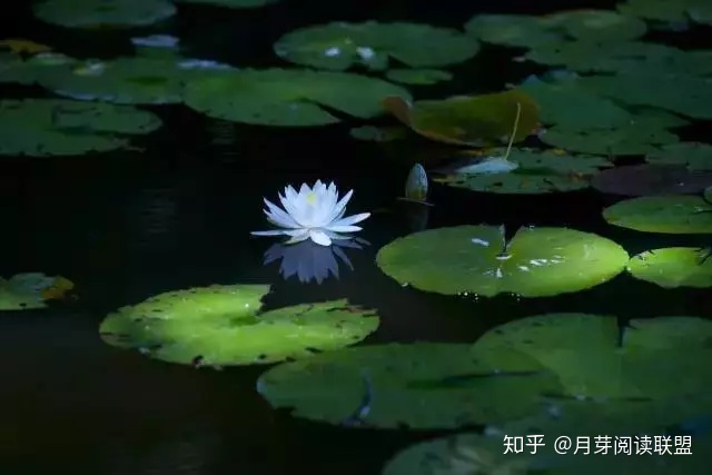 阳光利群是不是黑利群_红利群和蓝利群_利群与荷花