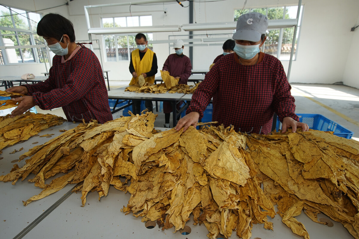 云南烟草在全国的地位_褚时健在云南地位_明朝沐家在云南地位