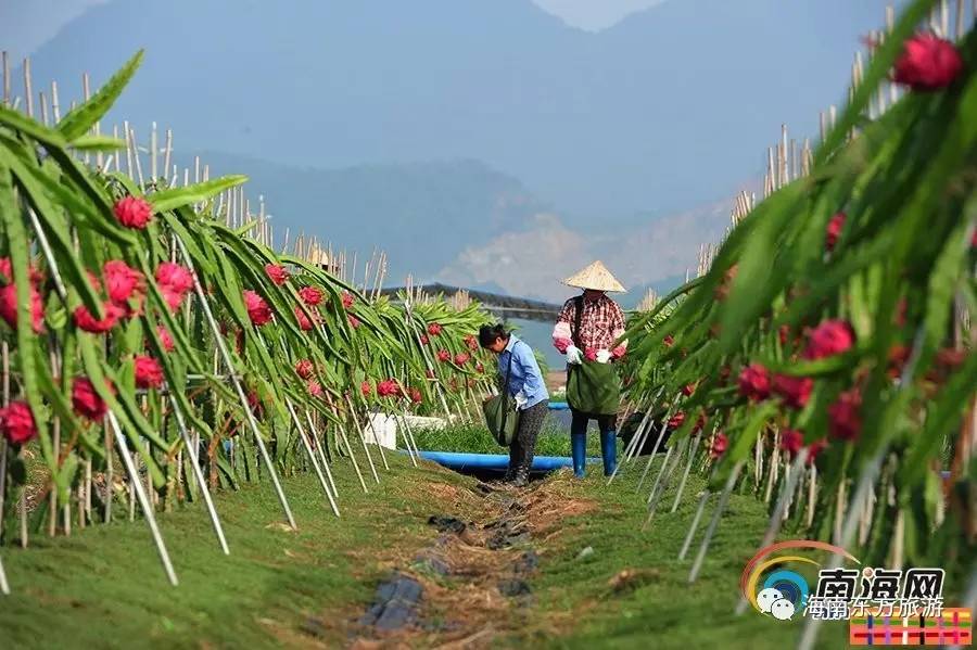 福建云霄假烟的价目表_福建云霄旅游_福建云霄水果种植基地