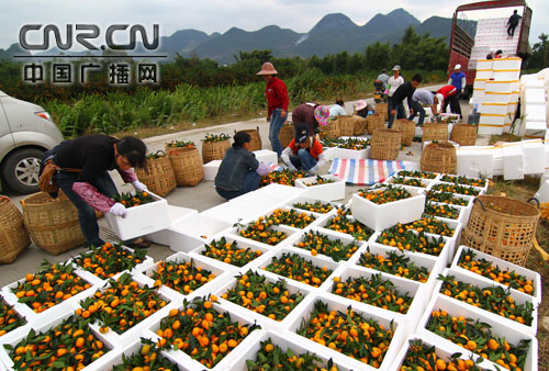 福建云霄水果种植基地_福建云霄新闻视频_福建云霄美宝集团罗明祥