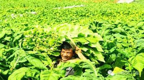 云南烟草在全国的地位_陈卫东 云南烟草_云南烟草公司招聘