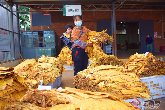 中国烟叶生产购销公司_中国进口优质烟叶_优质烟叶化学成分