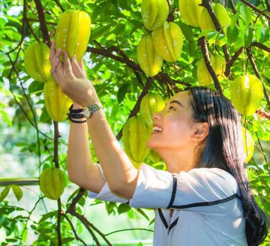 福建水果种植分部_福建云霄假烟批发商_福建云霄水果种植基地