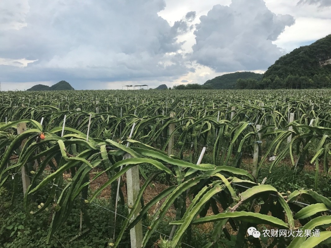 福建云霄水果种植基地_福建云霄_福建云霄温泉