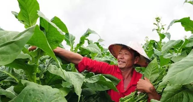 烟草_烟草花叶病毒对烟草_烟草烟草冠名