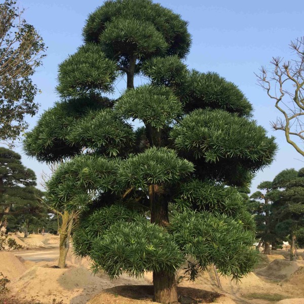 泉州云霄蜜柚产地_红蜜柚好还是白蜜柚好_全国蜜柚产地价格行情