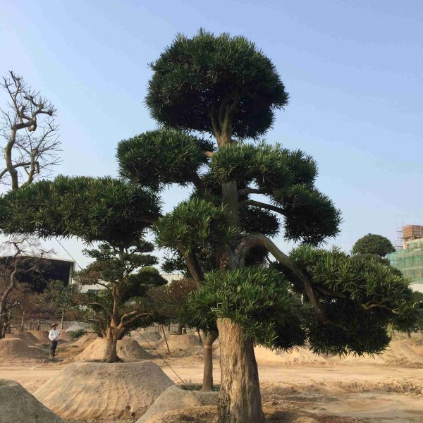 泉州云霄蜜柚产地_红蜜柚好还是白蜜柚好_全国蜜柚产地价格行情