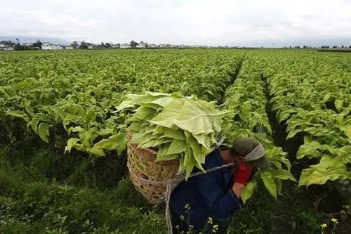 宝钢原料采购中心_云南最贵的烟是什么烟_云南中烟原料中心