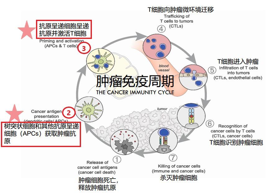 胃窦印戒细胞癌应该看哪个科_戒烟激活癌细胞_印戒细胞癌能活多久