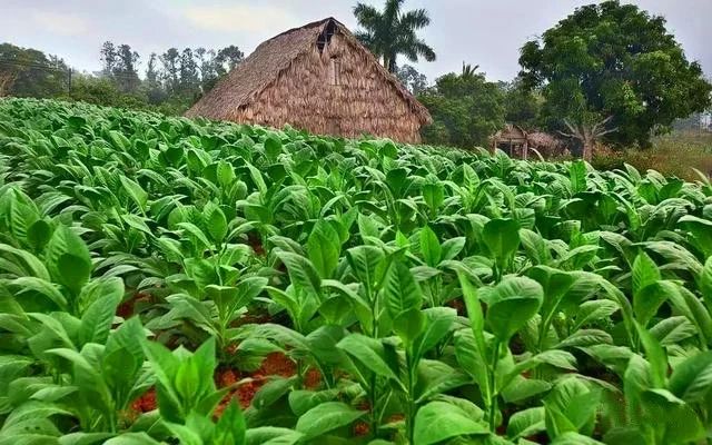 河南烟草局长又出事了,河南烟草局长窝案介绍_厦门烟草客户在线_烟草