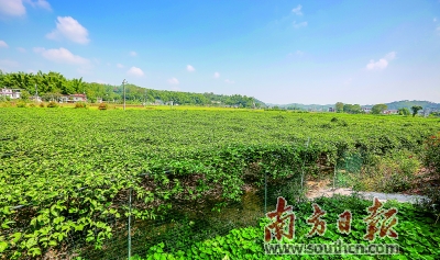 福建云霄新闻_福建云霄马舖枧河村新闻_福建云霄水果种植基地