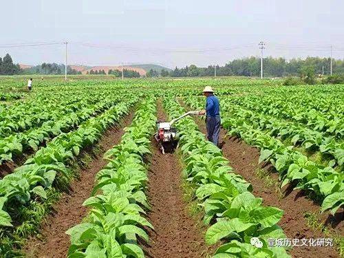 中国进口优质烟叶_优质进口鱼粉价格_进口优质水牛皮