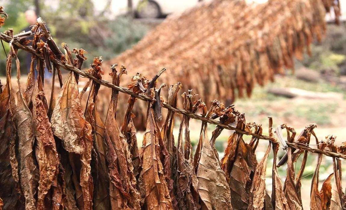 烟草_金华烟草电子商务网上订货金华烟草_运城烟草