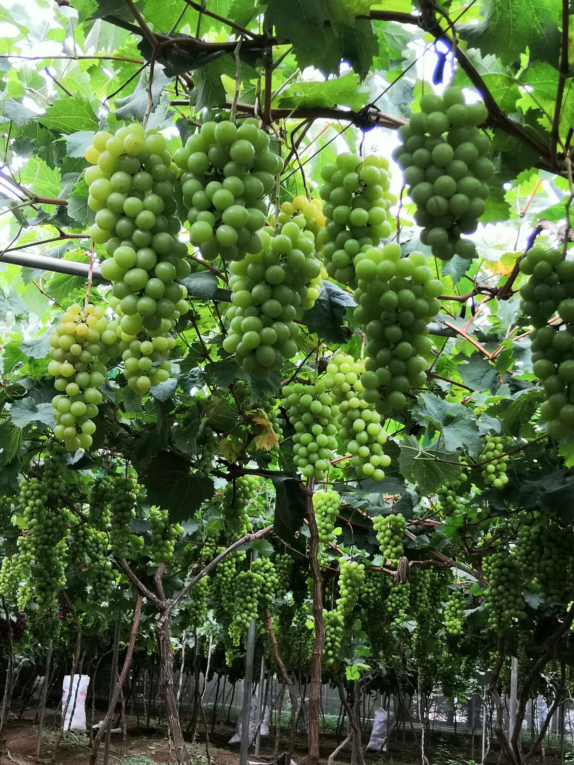 福建云霄水果种植基地_福建云霄云顶温泉图片_福建云霄假烟价格表