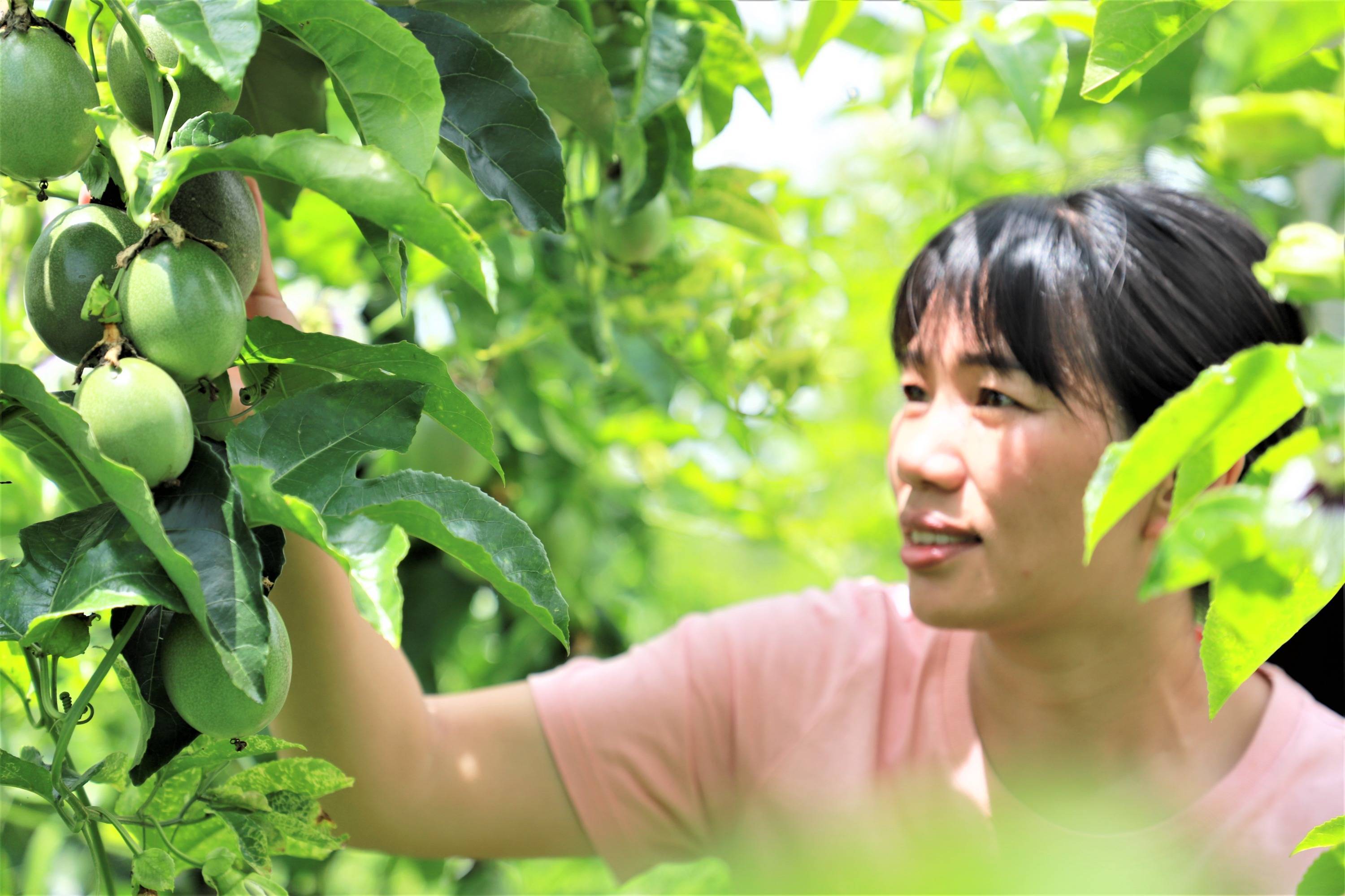 福建云霄教育网_福建云霄旅游_福建云霄水果种植基地