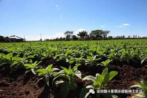 烟草原味的烟都有哪些_青岛颐中烟草有那些烟_什么品牌电子烟原味烟弹好抽