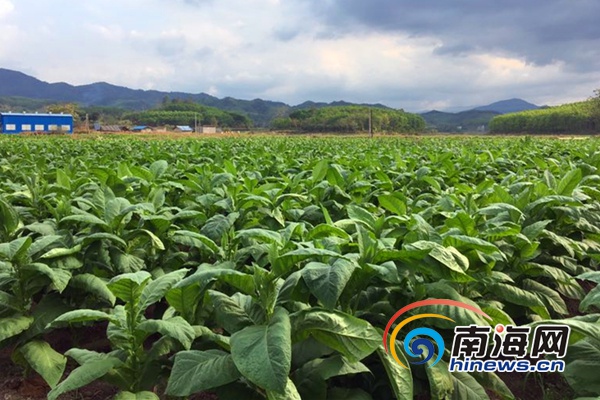 进口美棉优质纯棉区别_使烟叶优质高产的肥料_中国进口优质烟叶