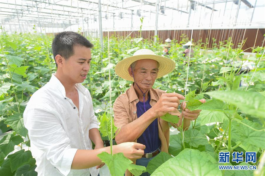 福建云霄旅游_福建云霄教育网_福建云霄水果种植基地