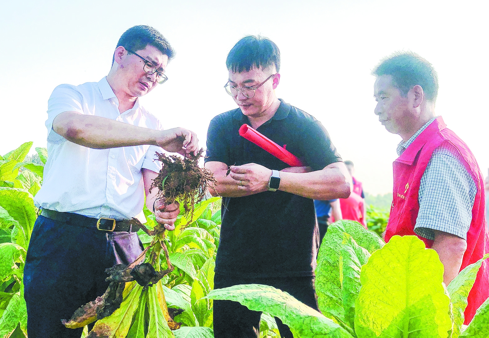 电子烟烟油原料研发_云南中烟原料中心_芜湖新兴铸管有限责任公司采购中心原料部