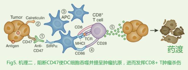 印戒细胞癌能活多久_戒烟激活癌细胞_戒烟后得癌的人多不多