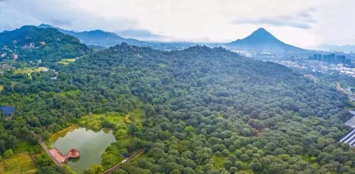 全国蜜柚产地价格行情_泉州云霄蜜柚产地_红心蜜柚产地