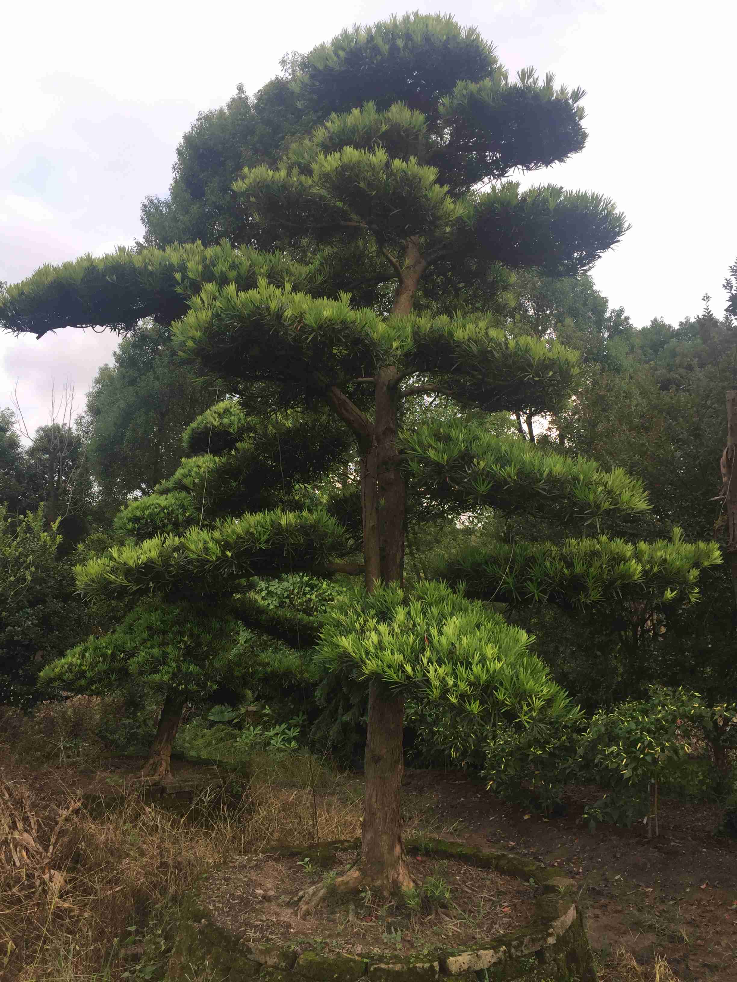 平和蜜柚产地价格行情_泉州云霄蜜柚产地_蜜柚的产地是哪里