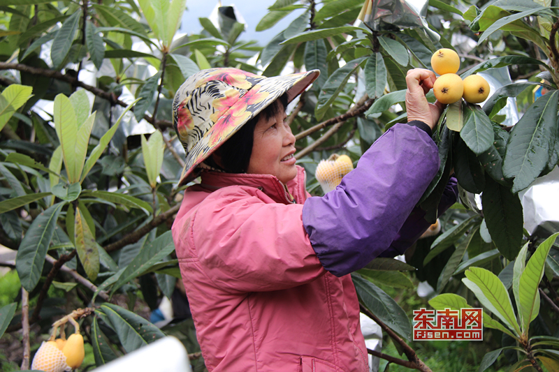 山东水果种植销售基地_福建云霄假烟价格表_福建云霄水果种植基地